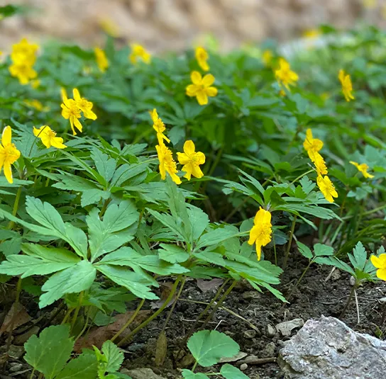 Anemone ranunculoides – Gelbes Buschwindröschen im Topf – Bild 5