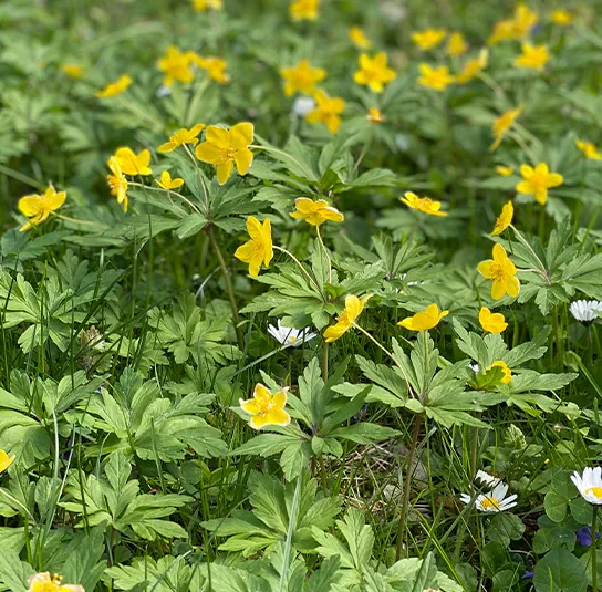 Anemone ranunculoides – Gelbes Buschwindröschen im Topf – Bild 3