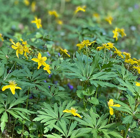 Anemone ranunculoides – Gelbes Buschwindröschen im Topf – Bild 4