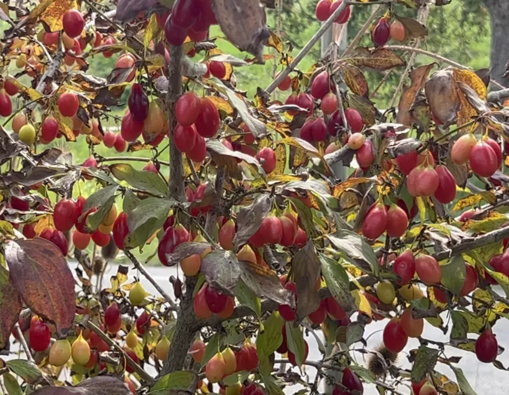 Cornus mas – Kornelkirsche Große Frühe ´Dublany`