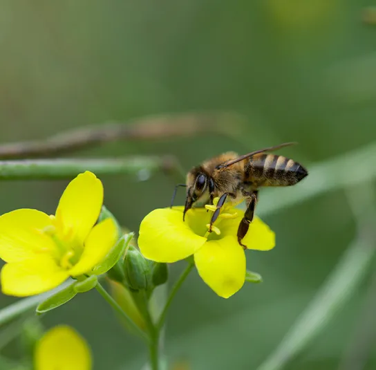Wilde Rauke, Schmalblättrige Doppelsame (Diplotaxis tenuifolia) Saatgut