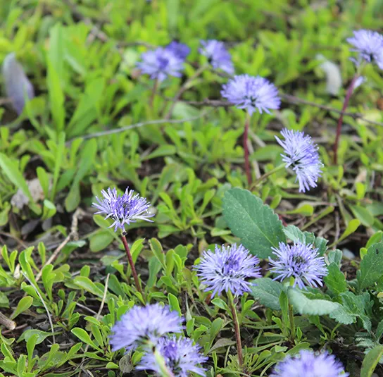 Globularia cordifolia – Herzblättrige Kugelblume – Bild 8