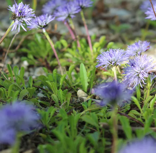 Globularia cordifolia – Herzblättrige Kugelblume – Bild 9