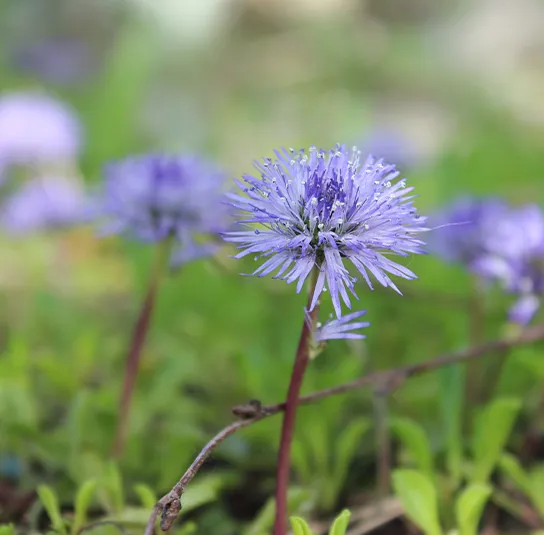 Globularia cordifolia – Herzblättrige Kugelblume – Bild 6