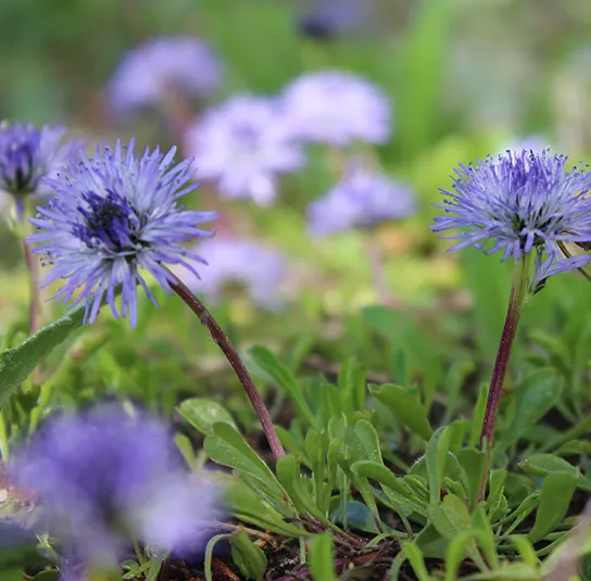 Globularia cordifolia – Herzblättrige Kugelblume – Bild 4