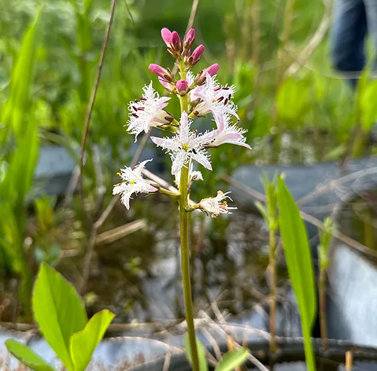 Menyanthes trifoliata – Fieberklee, Bitterklee – Bild 5