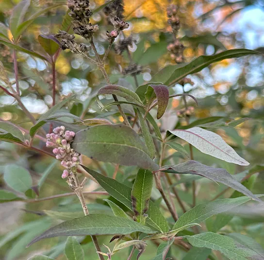 Vitex agnus-castus – Mönchspfeffer – Wildform – Bild 7