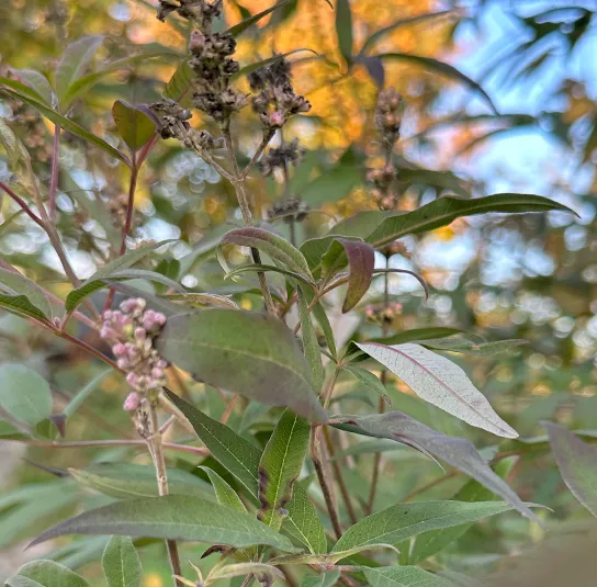 Vitex agnus-castus – Mönchspfeffer – Wildform – Bild 8
