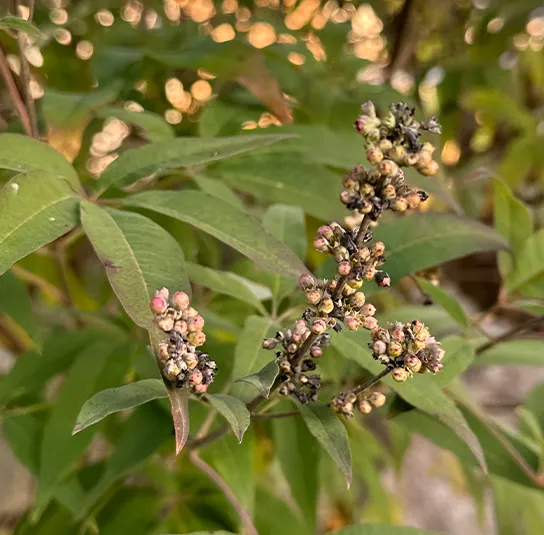 Vitex agnus-castus – Mönchspfeffer – Wildform – Bild 6