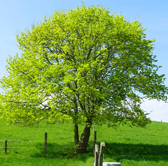 Acer campestre – Heimischer Feldahorn