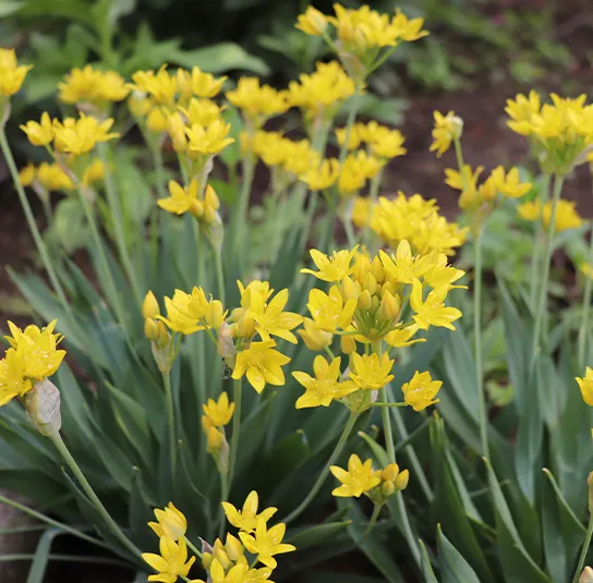 Zwiebel Allium moly – Gold-Lauch