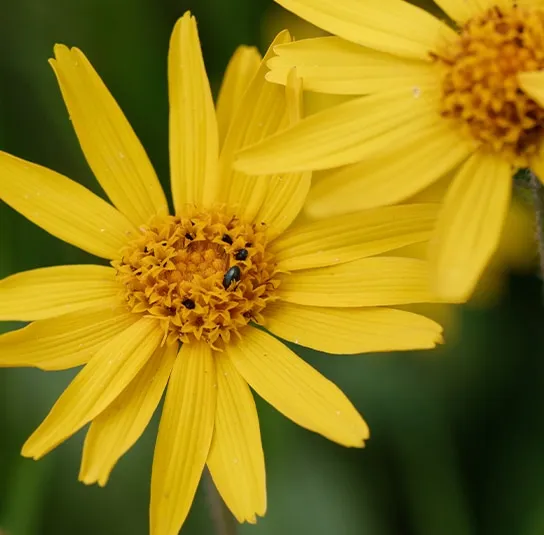 Arnica montana – Arnika