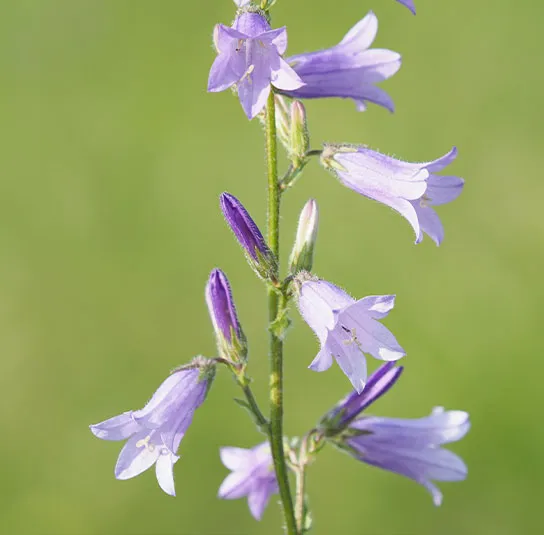 Campanula sibirica – Steppen – Glockenblume