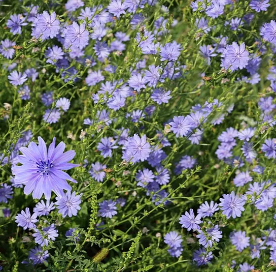 Gemeine Wegwarte (Cichorium intybus) Saatgut