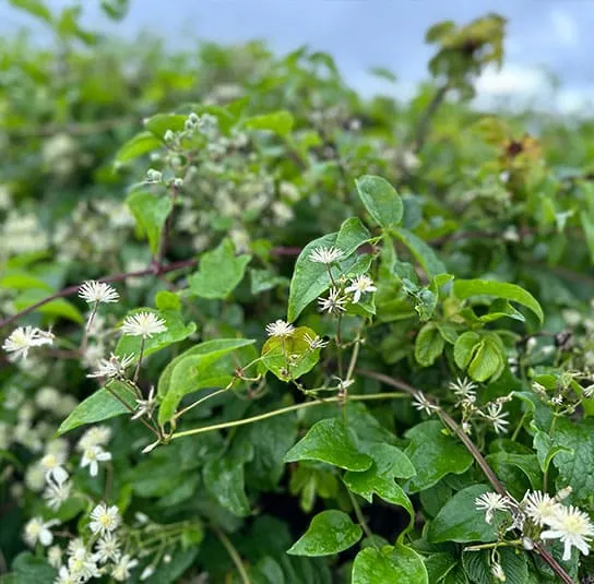 Clematis vitalba – Wilde Clematis, Tarzanliane