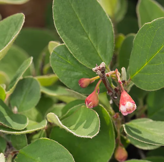 Cotoneaster integerrimus – Heimische Felsenmispel