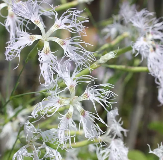 Prachtnelke (Dianthus superbus) Saatgut