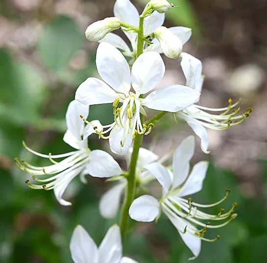 Dictamnus albus ‚Albiflorus‘ – Weißer Diptam, Brennender Busch weiß – Bild 3