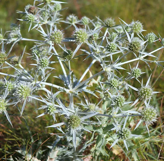 Eryngium campestre – Feld-Mannstreu, Donarddistel – Bild 3