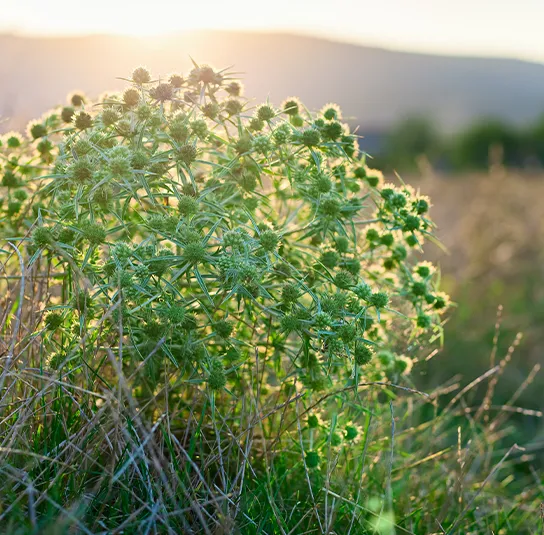 Eryngium campestre – Feld-Mannstreu, Donarddistel – Bild 2