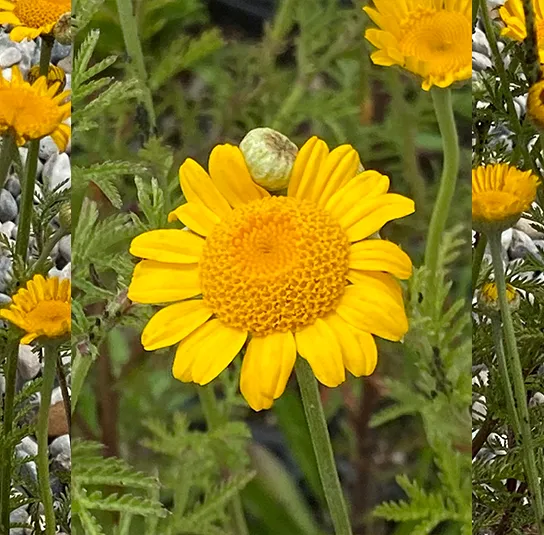 Anthemis tinctoria ( Färberkamille) Saatgut – Bild 6