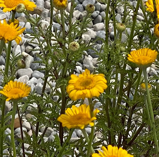 Anthemis tinctoria ( Färberkamille) Saatgut – Bild 5