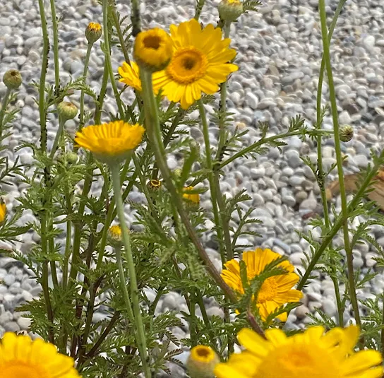 Anthemis tinctoria ( Färberkamille) Saatgut – Bild 4
