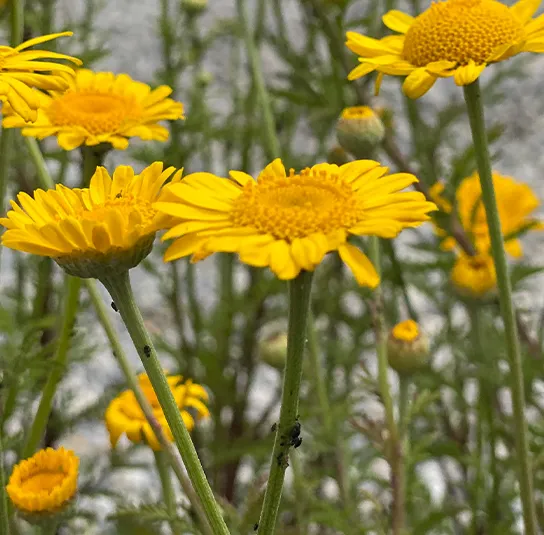 Anthemis tinctoria ( Färberkamille) Saatgut