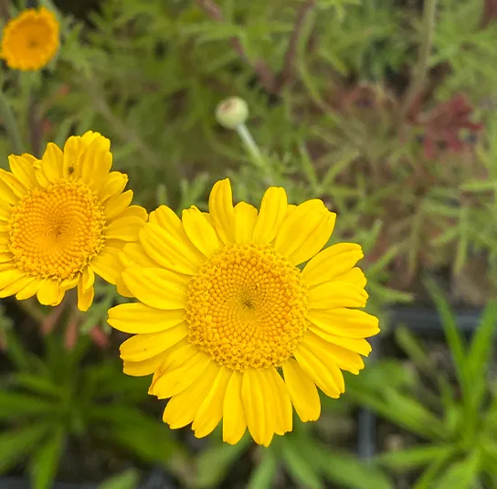 Anthemis tinctoria ( Färberkamille) Saatgut