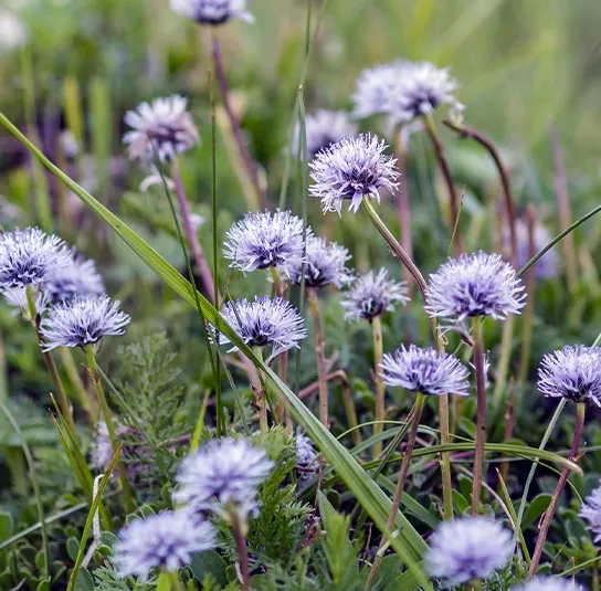 Globularia cordifolia – Herzblättrige Kugelblume – Bild 5