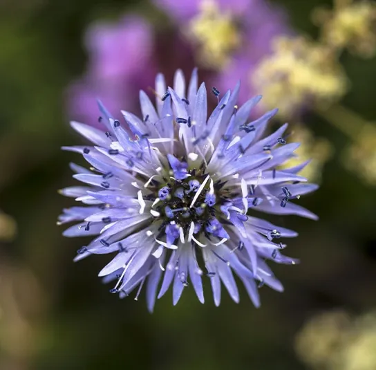 Globularia cordifolia – Herzblättrige Kugelblume – Bild 2