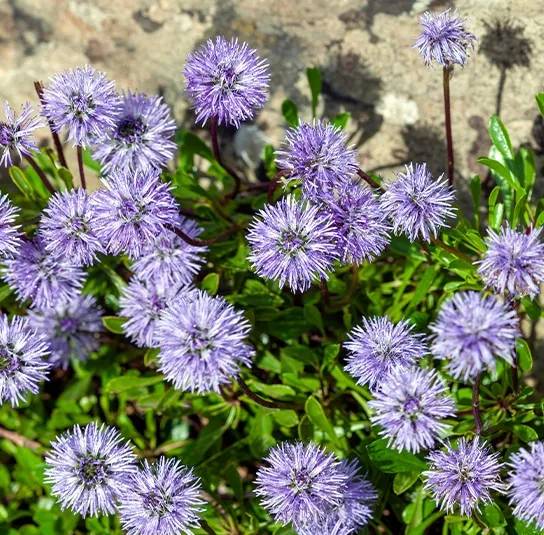 Globularia cordifolia – Herzblättrige Kugelblume – Bild 3