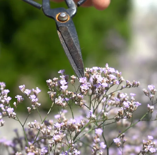 Strandflieder (Limonium latifolium) Saatgut