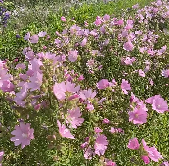 Rosen-Malve (Malva alcea) Saatgut