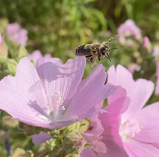Rosen-Malve (Malva alcea) Saatgut