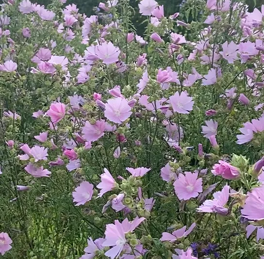 Rosen-Malve (Malva alcea) Saatgut – Bild 4