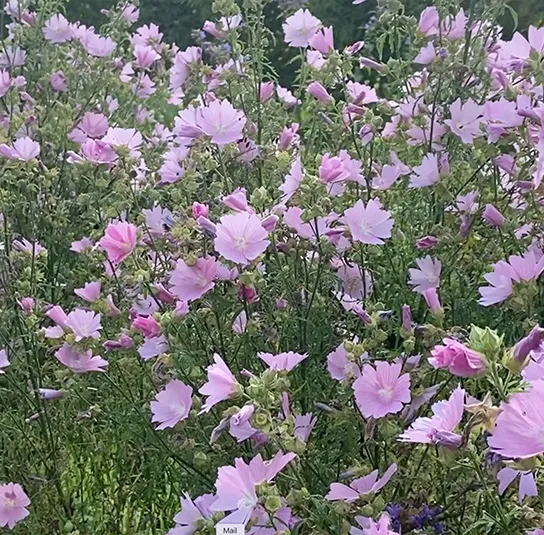 Rosen-Malve (Malva alcea) Saatgut – Bild 3