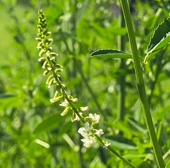 Weißer Steinklee (Melilotus albus) Saatgut