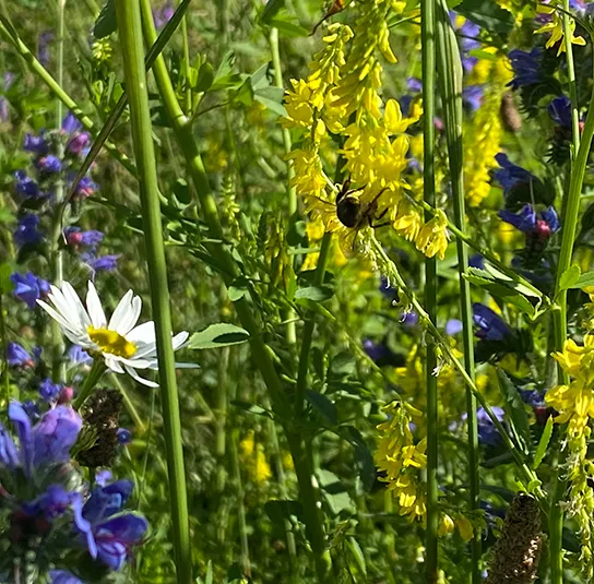 Gelber Steinklee (Melilotus officinalis) Saatgut