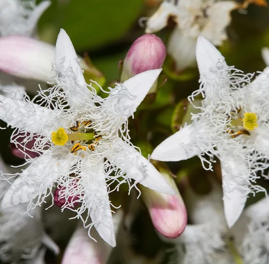 Menyanthes trifoliata – Fieberklee, Bitterklee
