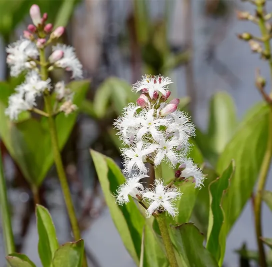 Menyanthes trifoliata – Fieberklee, Bitterklee