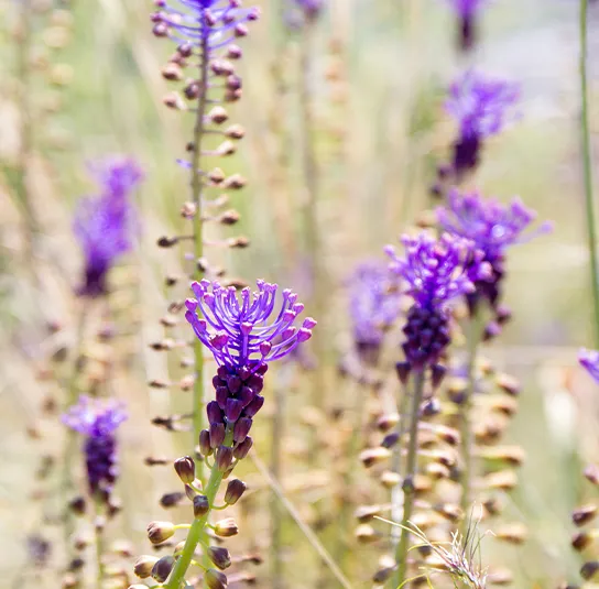 Muscari comosum – Schopfige Traubenhyazinthe (im Topf)