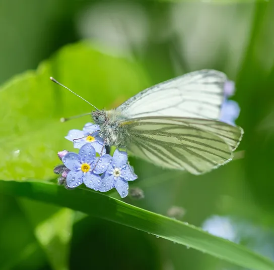 Myosotis palustris – Sumpf-Vergissmeinnicht