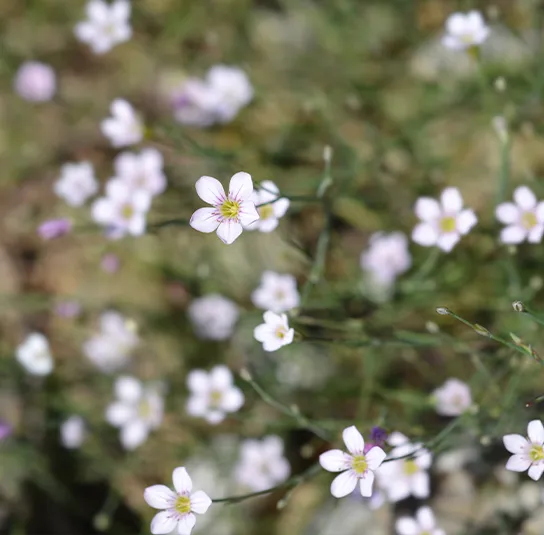 Felsennelke (Petrorhagia saxifraga) Saatgut
