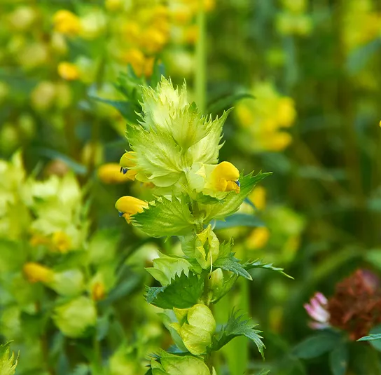 Rhinanthus sp.( Klappertopf) – Saatgut