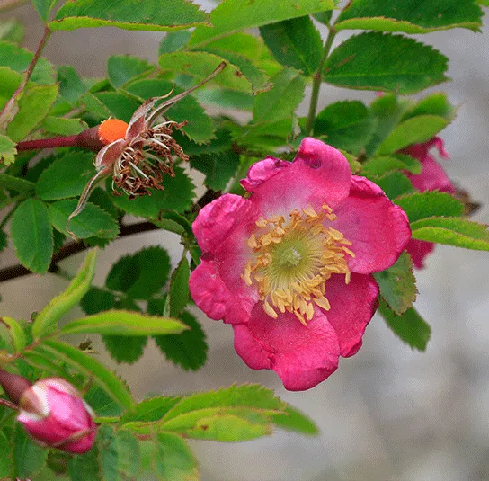Rosa pendulina – Hängefruchtrose, Alpen-Heckenrose