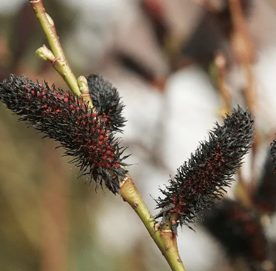 Salix nigricans – Schwarz-Weide