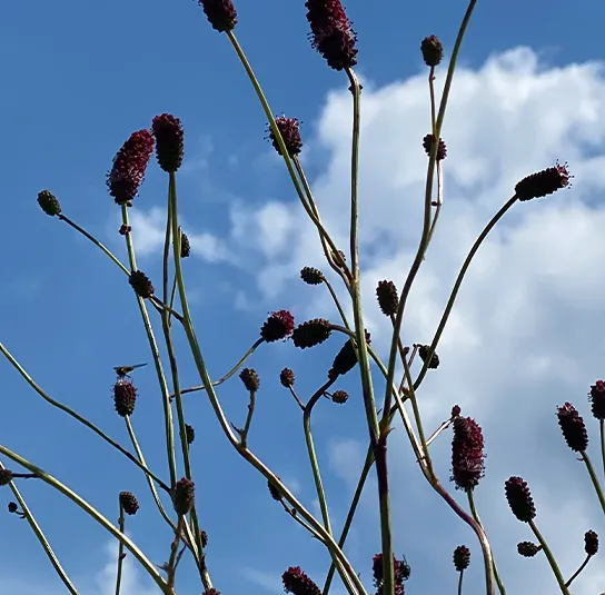 Großer Wiesenknopf (Sanguisorba officinalis) Saatgut