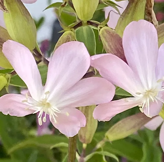 Echtes Seifenkraut (Saponaria officinalis) Saatgut
