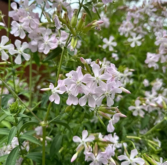 Echtes Seifenkraut (Saponaria officinalis) Saatgut – Bild 7